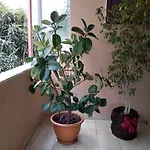 Alojamento de Acomodação e Pequeno-almoço Aurora 3*