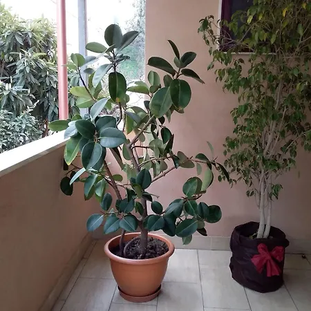 Bed and breakfast Aurora 3*