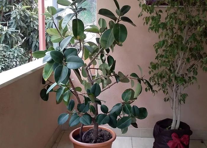 Couette-café Aurora 3*